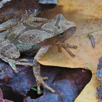 Spring Peeper_3 _ZS