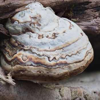 Tinder Conk (Fomes excavatus) (formally Hoof Fungus_Fomes fomentarius)_2_ZS