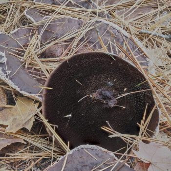 Tooth Fungus_1_ZS