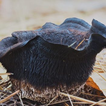 Tooth Fungus_2_ZS