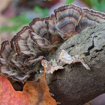 Turkey Tail (Trametes versicolor)_1_ZS