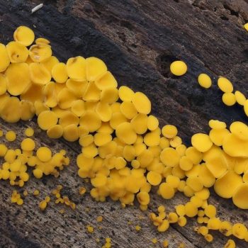 Yellow Fairy Cups (aka Lemon Drops)_Bisporella citrina_1_ZS