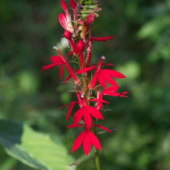 Cardinal Flower | Photo by Gerard McNaughton