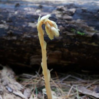Pinesap | Photo by Gerard McNaughton