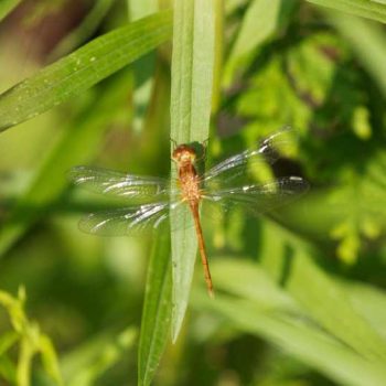 Autumn Meadowhawk | Photo by Gerard McNaughton