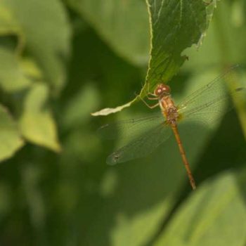Autumn Meadowhawk | Photo by Gerard McNaughton