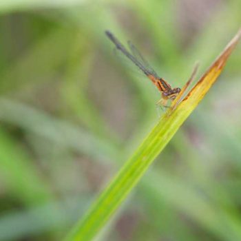 Eastern Forktail | Photo by Gerard McNaughton