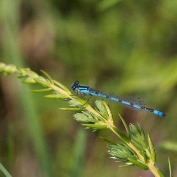 Marsh Bluet | Photo by Gerard McNaughton