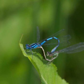 Marsh Bluet | Photo by Gerard McNaughton