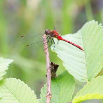 White-faced Meadowhawk | Photo by Gerard McNaughton