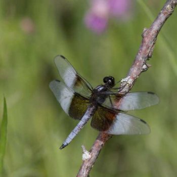 Widow Skimmer | Photo by Gerard McNaughton