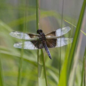 Widow Skimmer | Photo by Gerard McNaughton