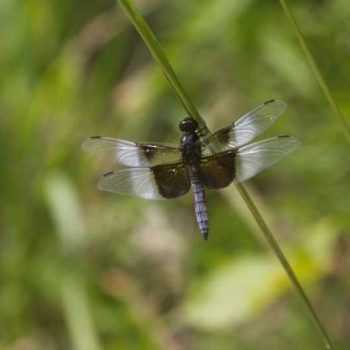 Widow Skimmer | Photo by Gerard McNaughton