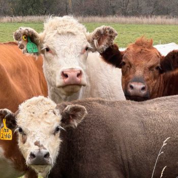 Photo by John Reaume